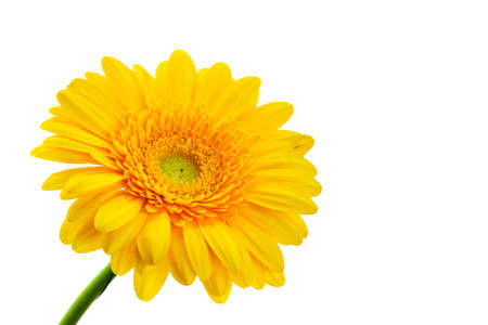 Beautiful blooming yellow gerbera flower isolated on white backgroundの写真素材