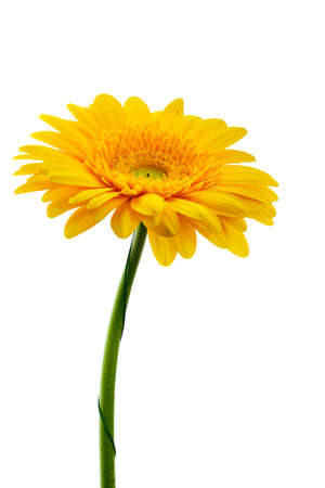 Beautiful blooming yellow gerbera flower isolated on white backgroundの写真素材