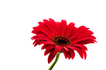 Beautiful blooming red gerbera flower isolated on white backgroundの写真素材