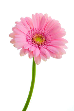 Beautiful blooming pink gerbera daisy flower isolated on white backgroundの写真素材