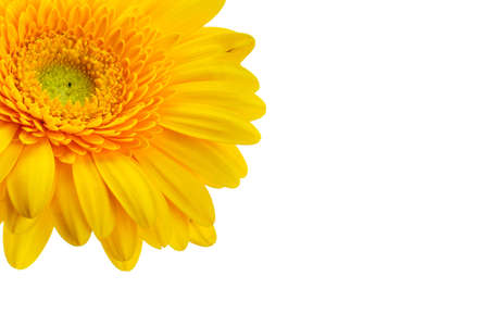 Beautiful blooming yellow gerbera flower isolated on white backgroundの写真素材