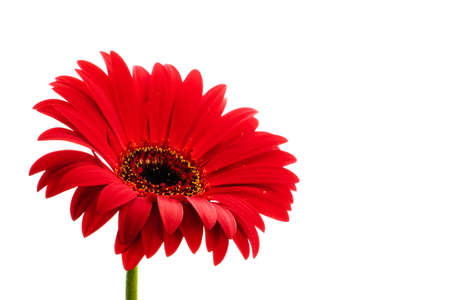Beautiful blooming red gerbera flower isolated on white backgroundの写真素材