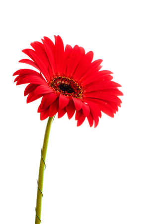 Beautiful blooming red gerbera flower isolated on white backgroundの写真素材