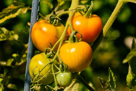 Growing colorful green, yellow, orange and red tomatoes on green plant branchの写真素材