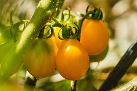 Tasty growing yellow cherry toamtoes on green branch plant close up detailの写真素材