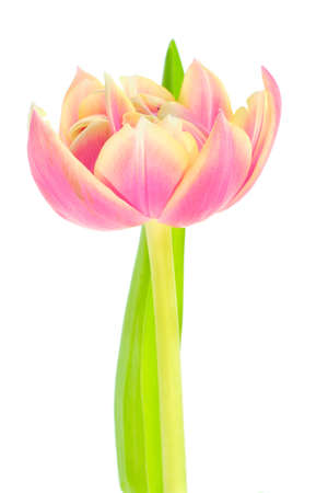 Beautiful blooming multicolored purple-yellow tulip flower isolated on white backgroundの写真素材