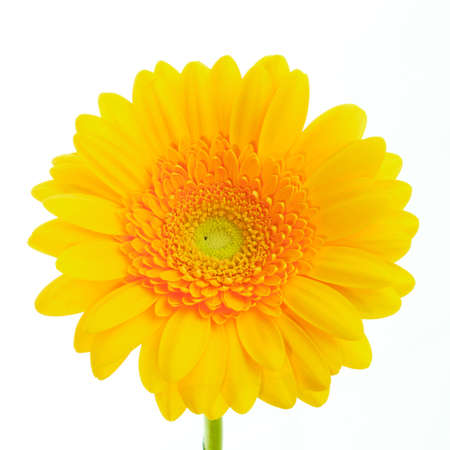 Beautiful blooming yellow gerbera daisy flower isolated on white backgroundの写真素材