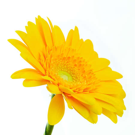 Beautiful blooming yellow gerbera daisy flower isolated on white backgroundの写真素材