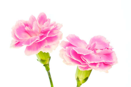 Beautiful blooming bright purple carnation flowers isolated on white backgroundの写真素材