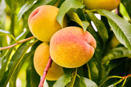 Tasty peach fruit growth close up detail on branch with green leavesの写真素材
