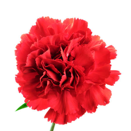 Beautiful blooming red carnation flower isolated on white backgroundの写真素材