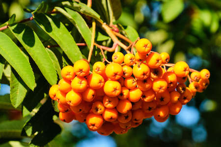 Sorbus aucuparia small orange berries on tree branch with leaves in summerの写真素材