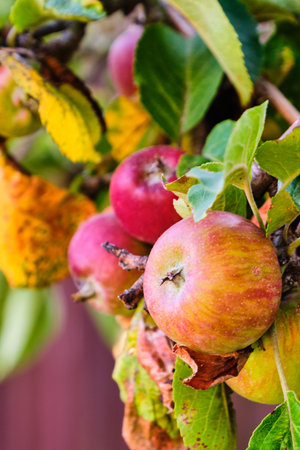 Red apples on tree branch with green leaves close up detail