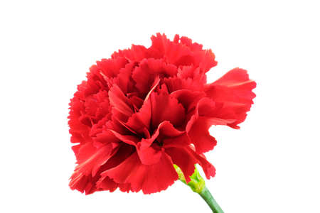 Beautiful blooming red carnation flower isolated on white backgroundの写真素材