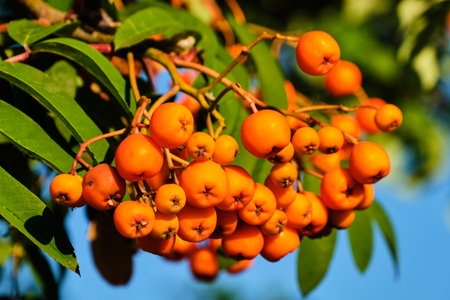 Sorbus aucuparia small orange berries on tree branch with leaves in summer