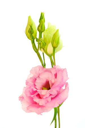 Beautiful blooming pink and yellow lisianthus flower isolated on white backgroundの写真素材