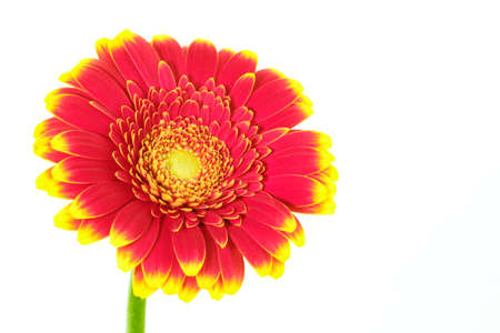 Beautiful blooming multicolroed red-yellow gerbera daisy flower isolated on white backgroundの写真素材