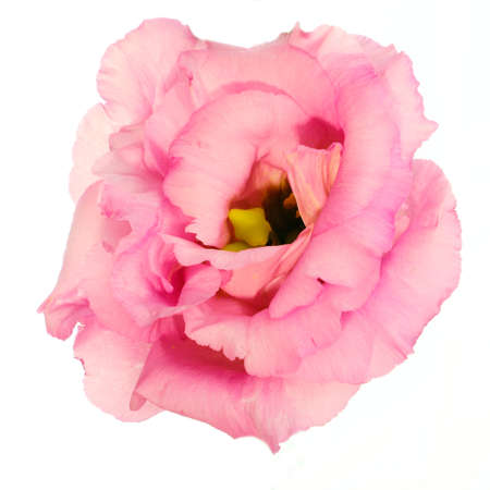 Beautiful blooming pink lisianthus flower isolated on white backgroundの写真素材