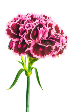 Beautiful bloming brindle burgundy pink colored carnation flower isolated on white background close up detailの写真素材