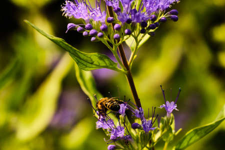 Bee pollinating purple flower shrub macro detail witjh blurred backgroundの写真素材