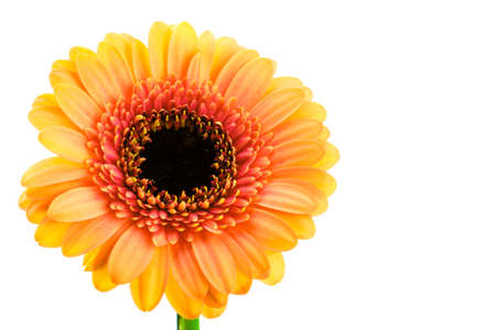 Beautiful blooming multicolored yellow, orange and red gerbera flower isolated on white background close upの写真素材