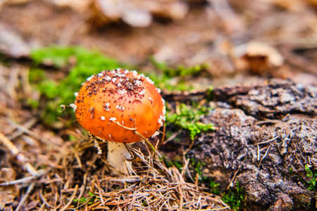Amanita muscaria poisonous mushroom on ground in forest close up detailの写真素材