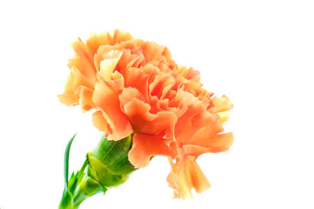 Beautiful blooming orange carnation flower isolated on white background close up detailの写真素材