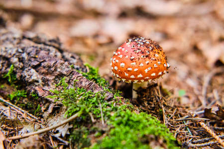 Amanita muscaria poisonous mushroom on ground in forest close up detailの写真素材
