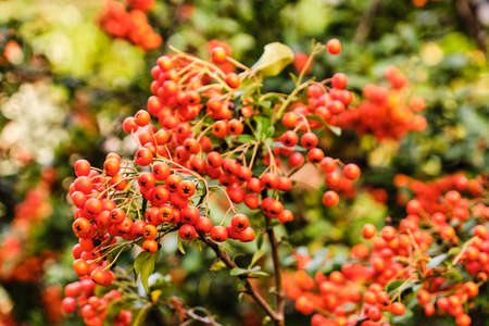 Scarlet firewthors red berries close up detail detail, pyracantha coccineaの写真素材