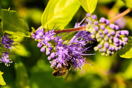Bee pollinating purple flower shrub macro detail witjh blurred backgroundの写真素材