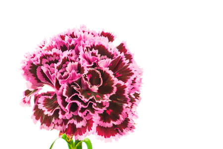 Beautiful bloming brindle burgundy pink colored carnation flower isolated on white background close up detailの写真素材