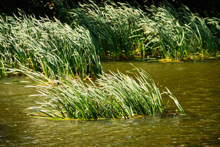High grass growing in pond Jurecek in Ricany near Pragueの写真素材