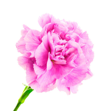 Beautiful bloomind purple carnation flower isolated on white backgroundの写真素材