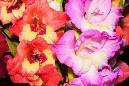 Beautiful blooming purple and red lisianthus flowers close up detailの写真素材