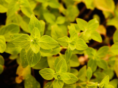 Growing gfreen oregano plant herb with leaves close up detailの写真素材