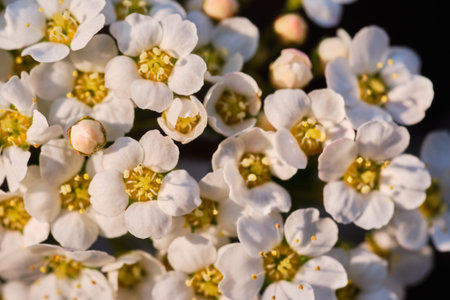 Beautiful blooming Spriaea Vanhouttei flower shrub close up detail
