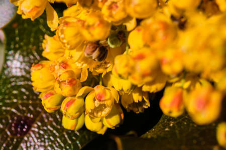 Beautiful blooming yellow mahonia shrub with green leaf close up detailの写真素材