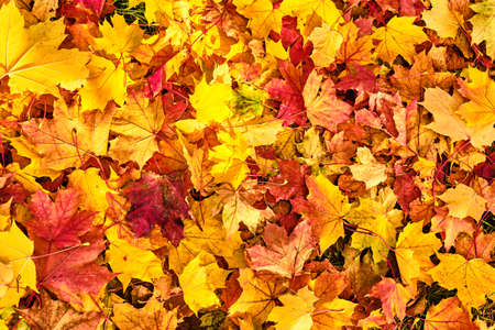 Beautiful golden, red and orange colored maple leaves backgroundの写真素材