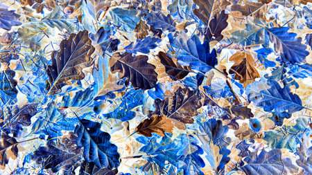 Beautiful autumn leaves abstract background inverterd colors - blue and brownの写真素材