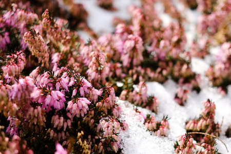Winter flowering heather in melting snow in Springの写真素材