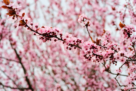 Beautiful blooming cherry plum tree close up detail
