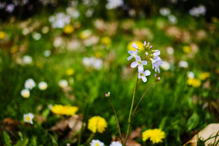 Beautiful blooming Cardamine pratensis flower in Spring close up detailの写真素材