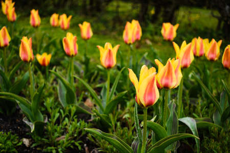 Beautiful blooming multicolored red and yellow tulips close up detailの写真素材