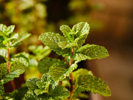 Green mint plant with leaves and stem macro detailの写真素材
