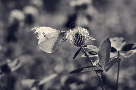 The large white butterfly in black and white