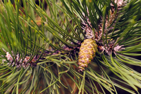 Cone pine and green needles close up