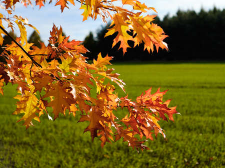Orange leaves in the wind in Autumn close up detailの写真素材