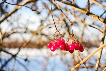 Red guelder rose - viburnum opulus - berries in winter close up detailの写真素材