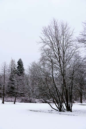 Tree in park in spa town Marianske Lazne in winter, Czech Republicの写真素材