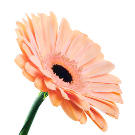 Beautiful blooming pink-orange colored daisy gerber flower isolated on white backgroundの写真素材